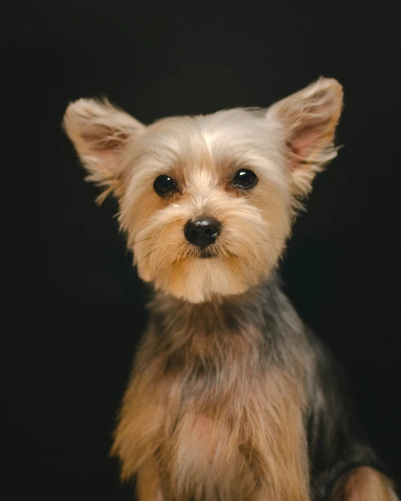 a small cute white dog is sitting and looking straight ahead