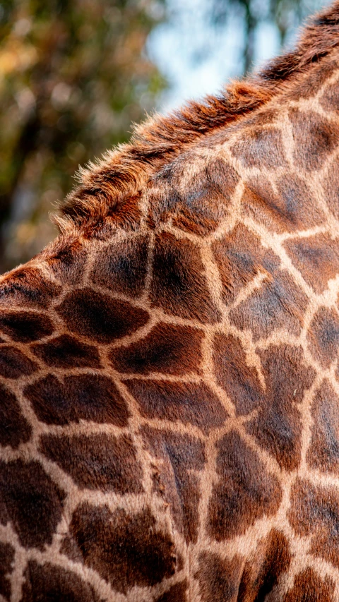 the head and neck of a giraffe at a zoo