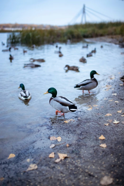 several birds walking around on the shore of a lake