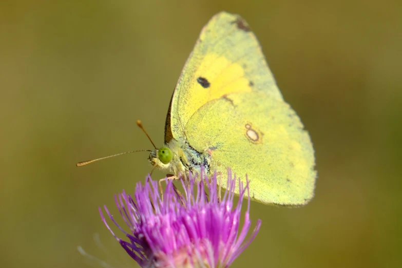 a small erfly with a frowning face is resting on a purple flower