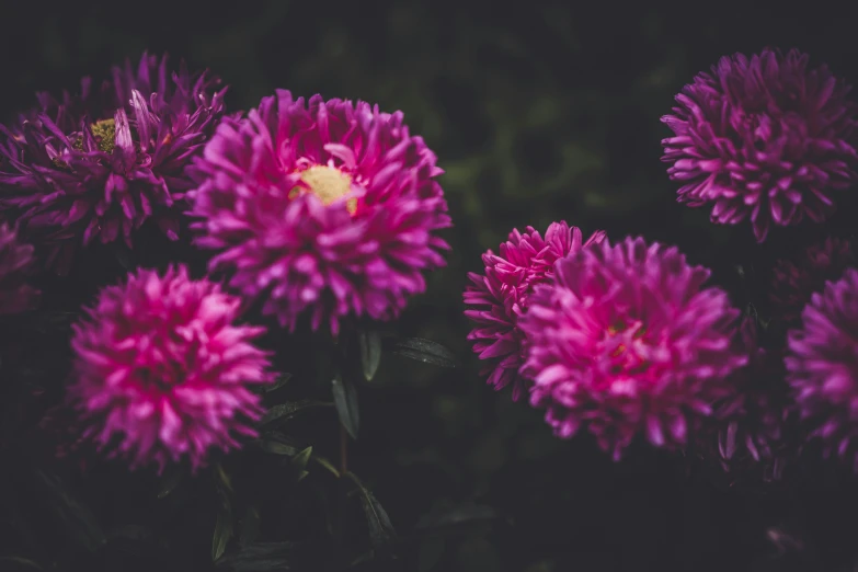 a close up of a bunch of flowers