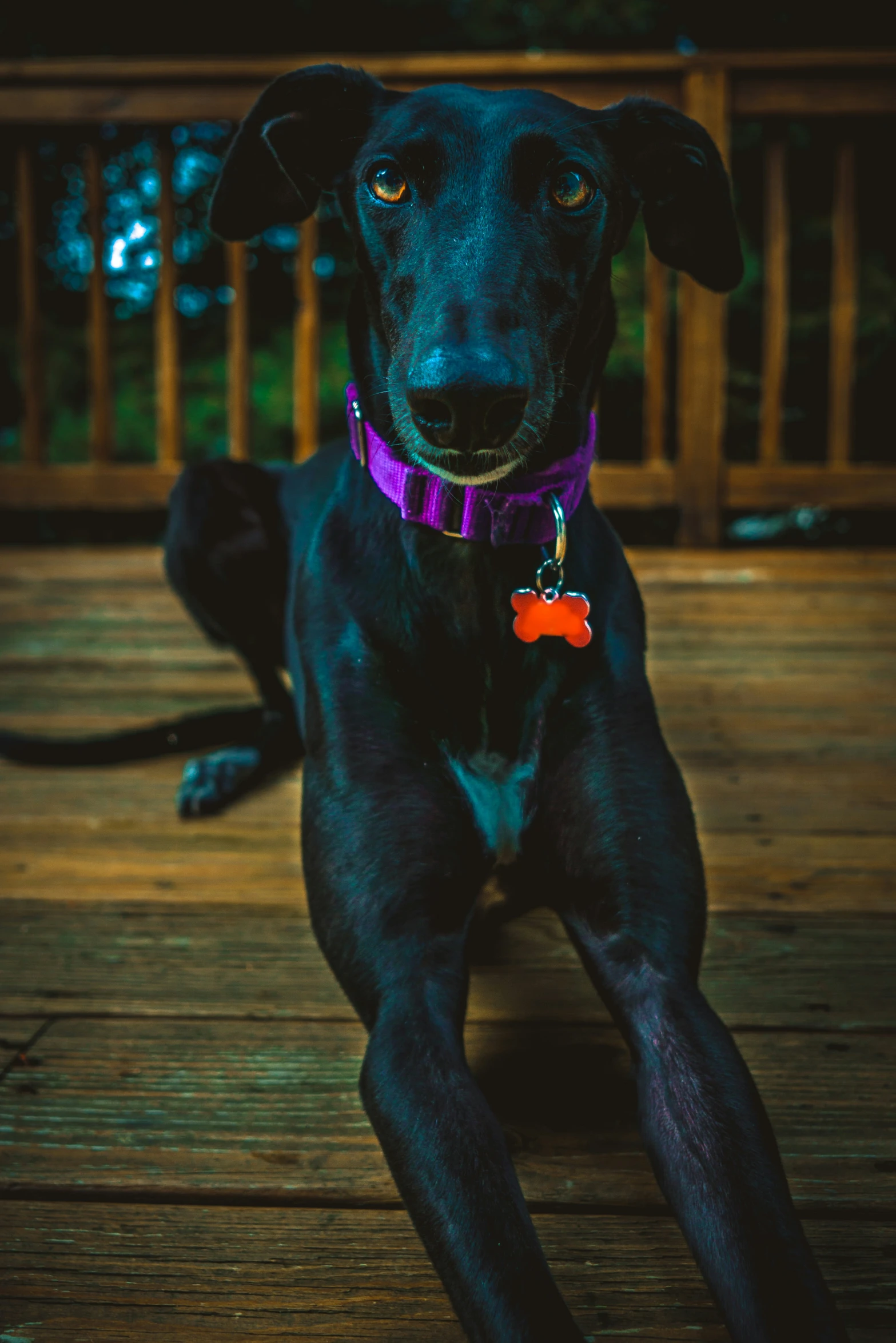 a black dog on a wooden deck with purple collar