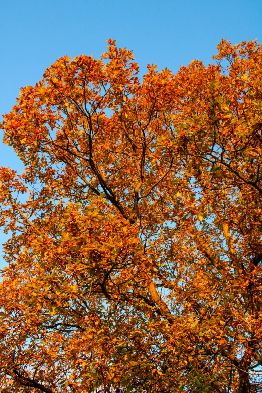 some trees and a bird in the air