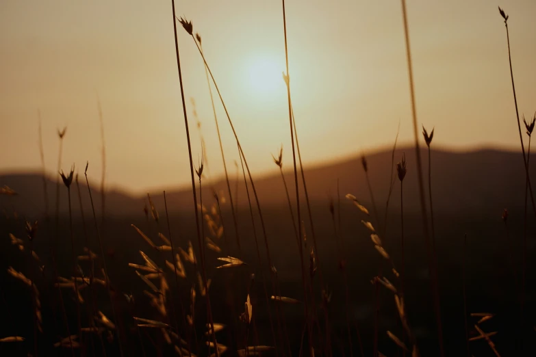 tall plants and grass near mountains at sunset