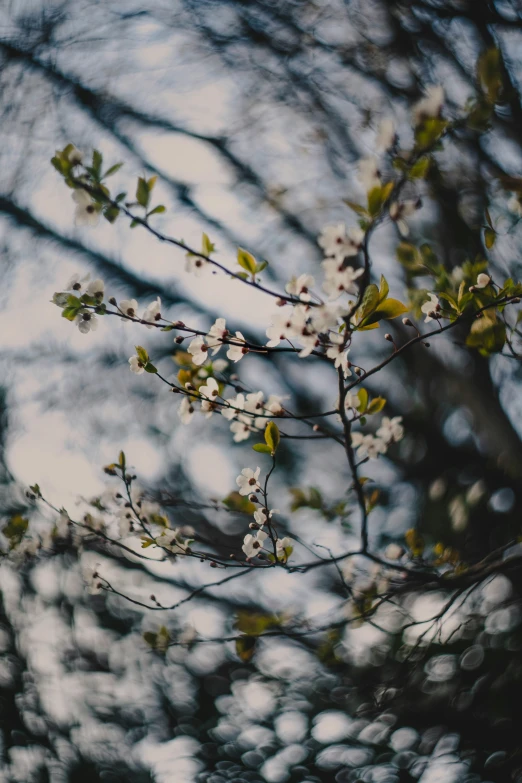 a view of a tree with small white flowers