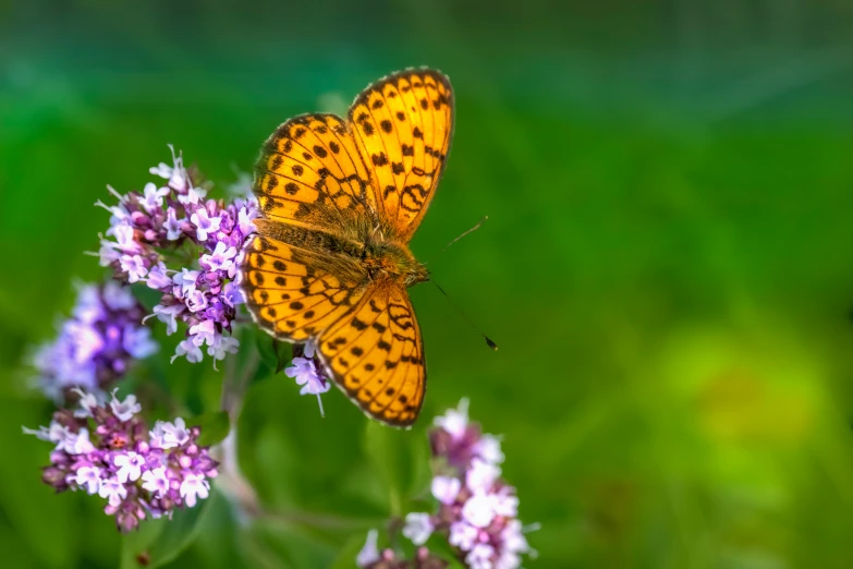 a erfly sitting on a small purple flower