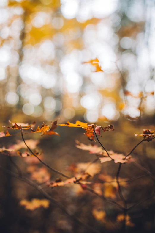 leaves are on the nch of the tree