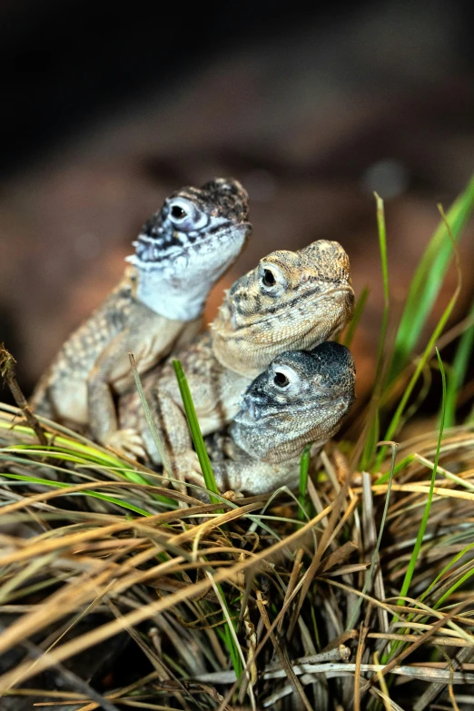 three little lizards are playing on the grass