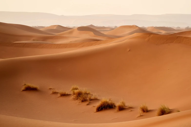 an expanse of desert with grass growing on it