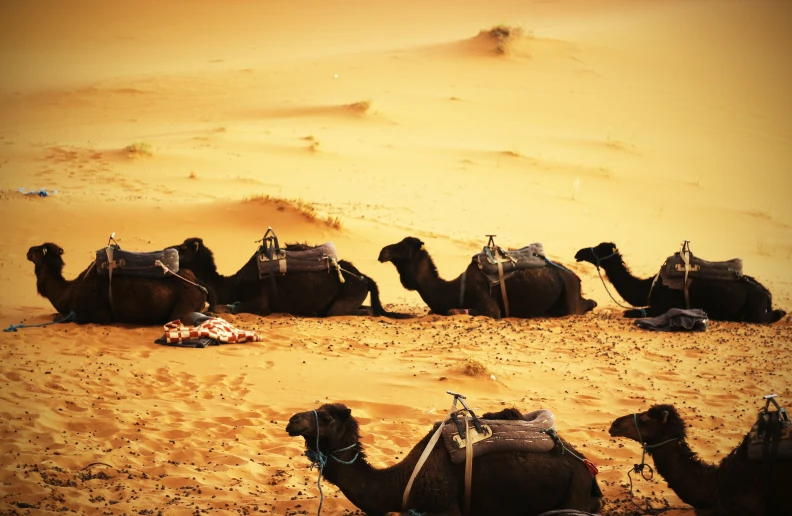 a herd of camels in the desert resting and eating