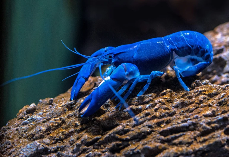 blue crab sits on the side of a rock