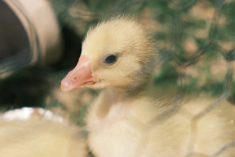 there is a baby duck next to another duck in the water