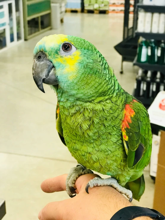 green parrot perched on man's hand inside of store