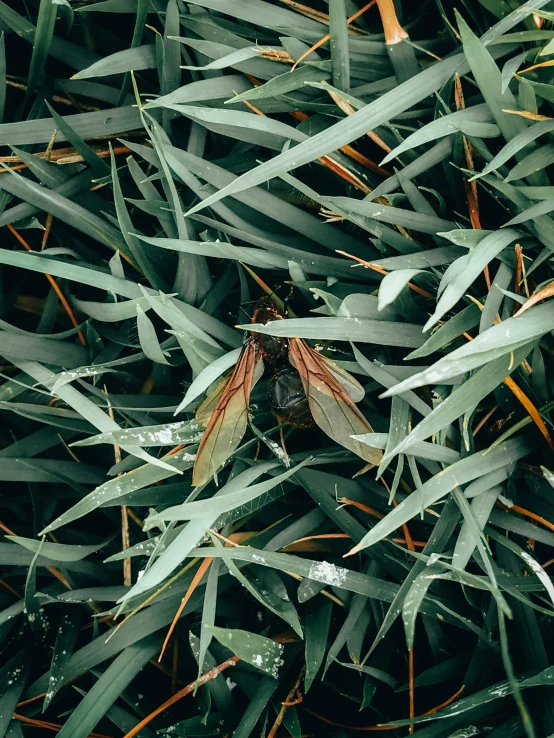 the mosquito is resting in the green leaves