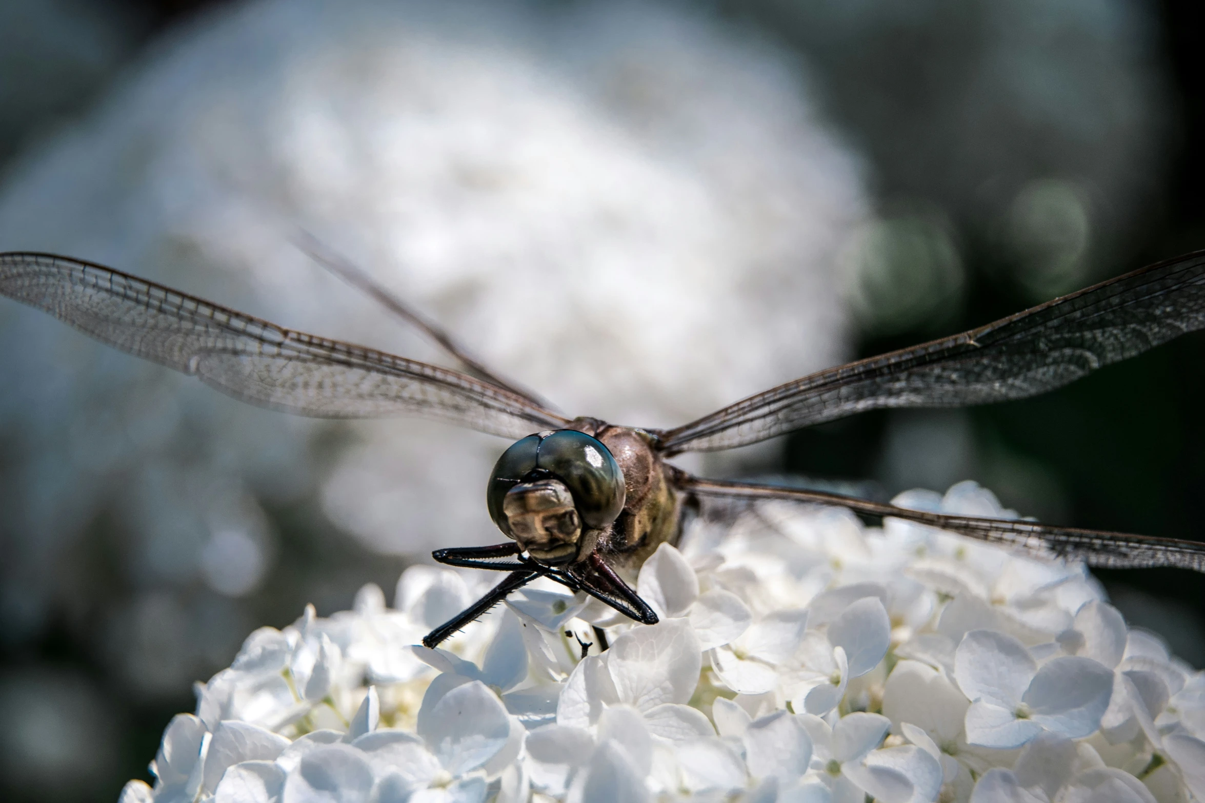 a dragonfly sitting on white flowers with its eyes closed