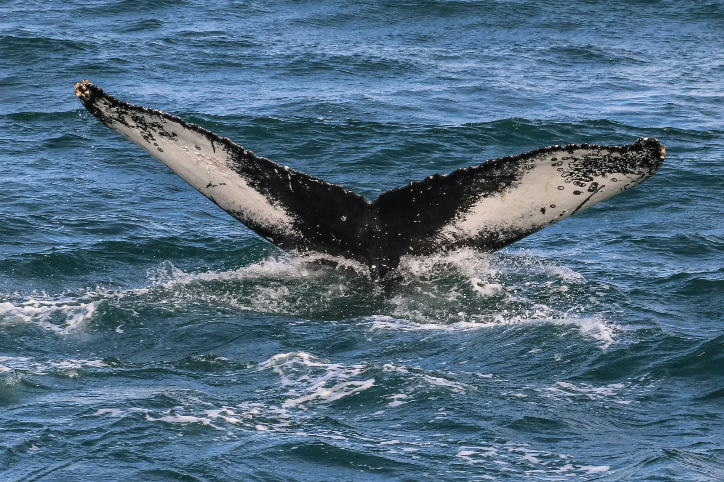 a whale's tail flups out of the water