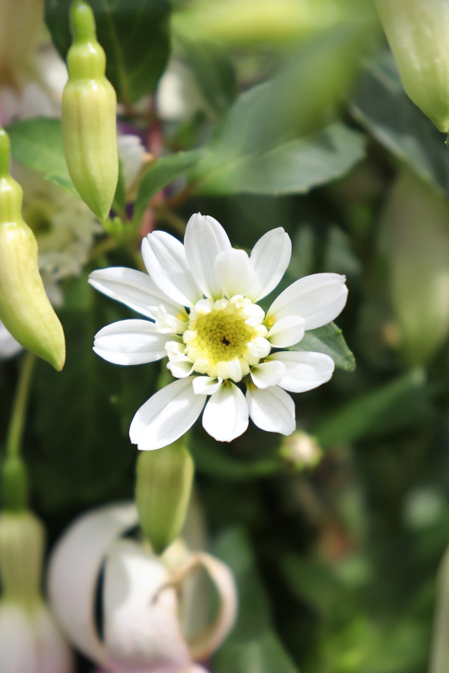 a flower with several buds around it