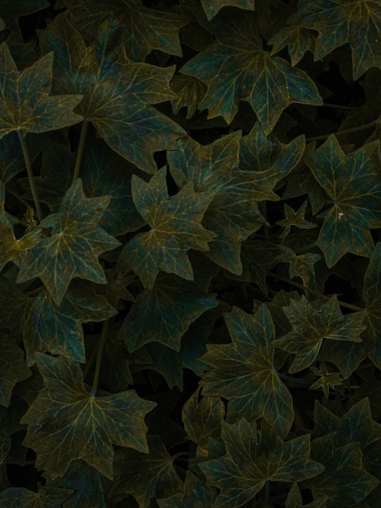 a group of green and yellow leaves are pictured