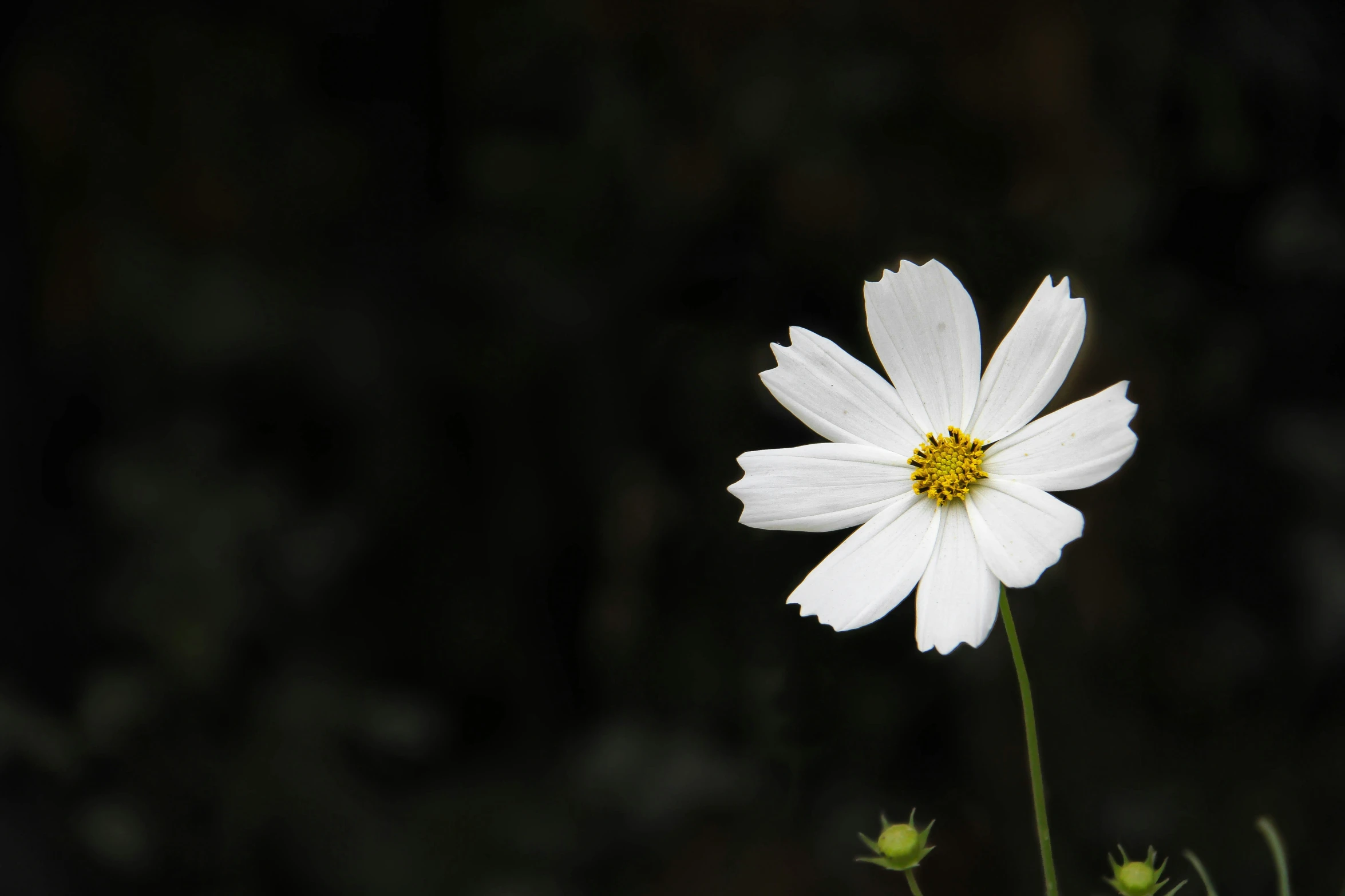 a single white flower is in the dark