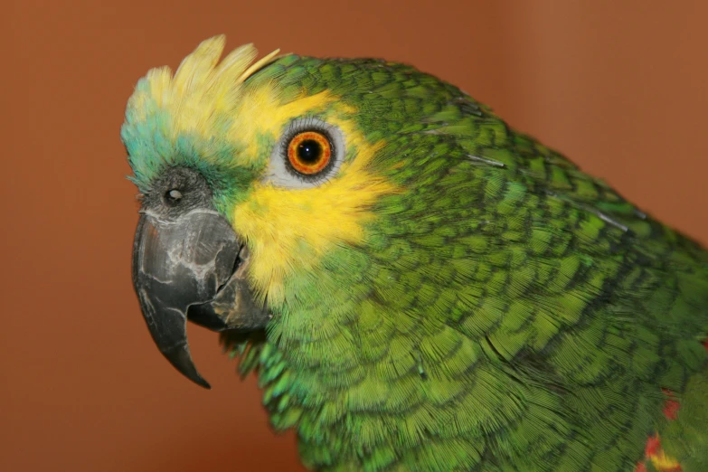 green parrot with yellow head and black beak