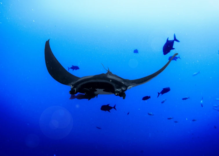 the body of a large manta ray swimming with fish near it