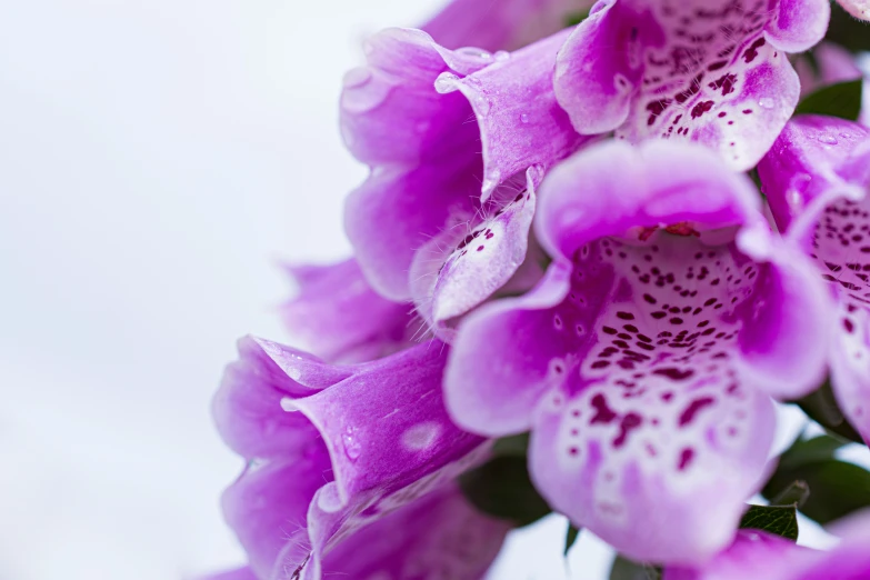 some very pretty purple flowers that are close up