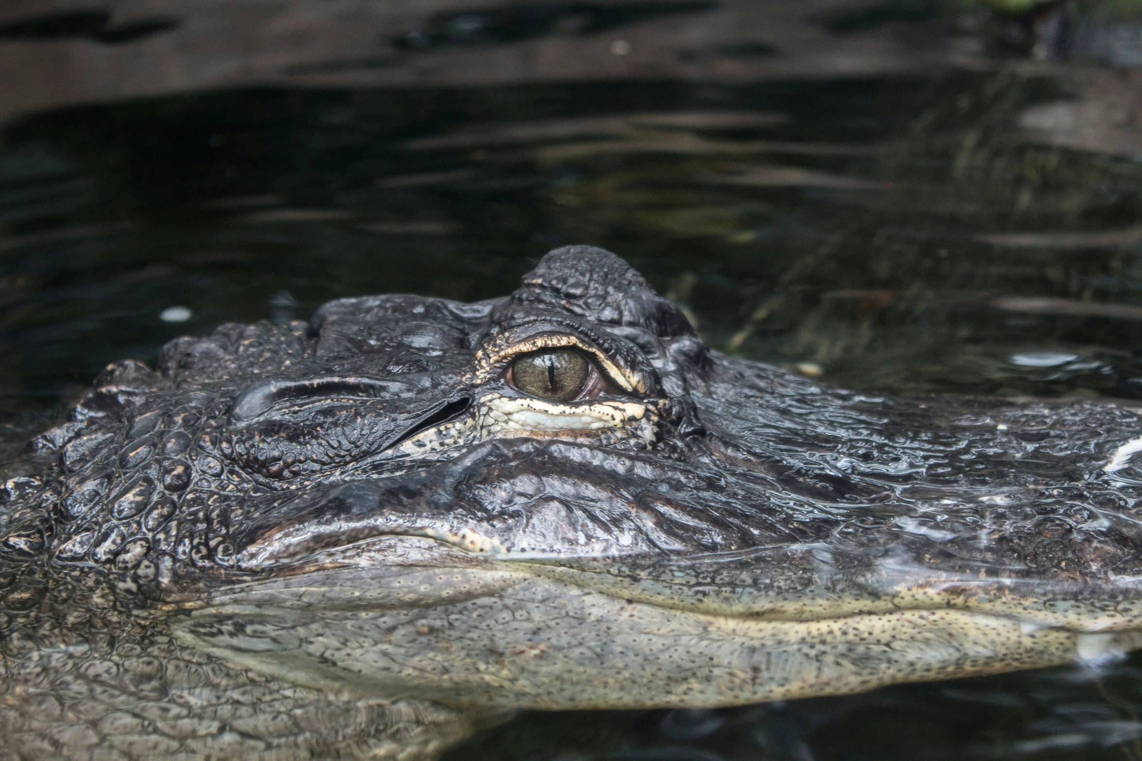 an alligators mouth and it's water surface