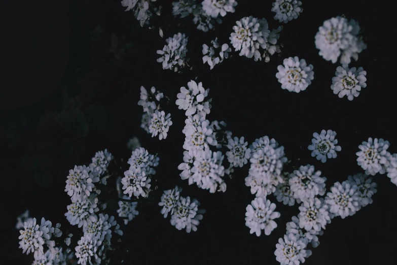 many white flowers are in the dark