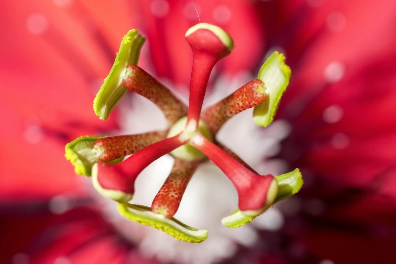 the center of a pink flower with a large center