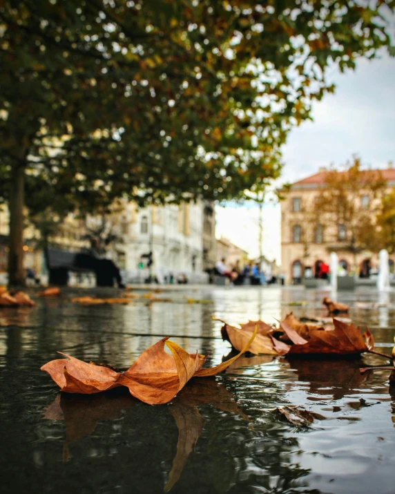 the wet surface of the ground with fallen leaves