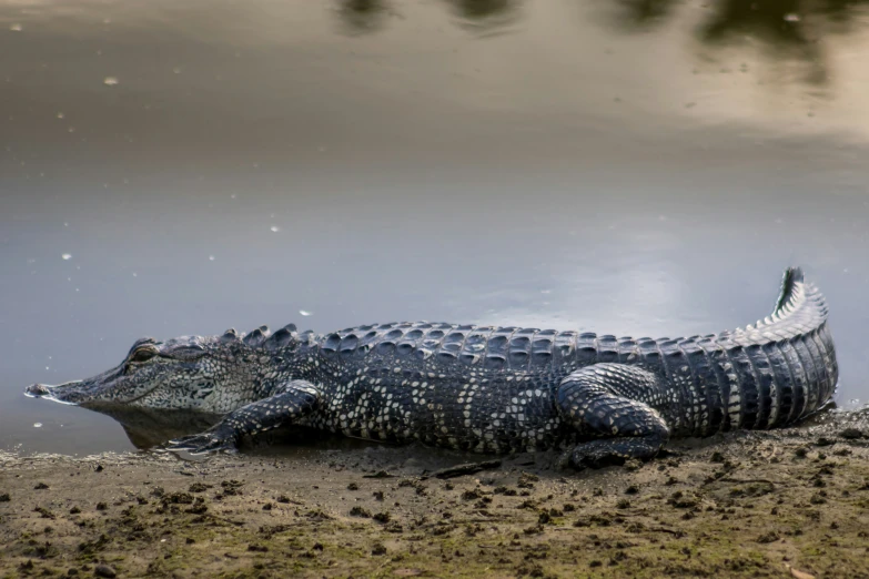 an alligator is sitting in shallow water near a body of water