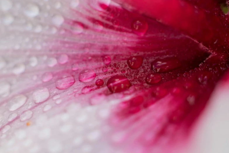 some water droplets that are on a flower
