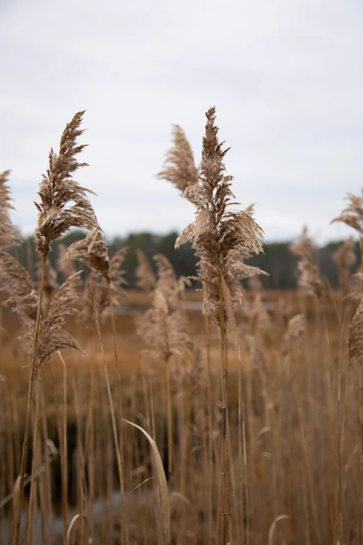 brown grass has been dried in the wind