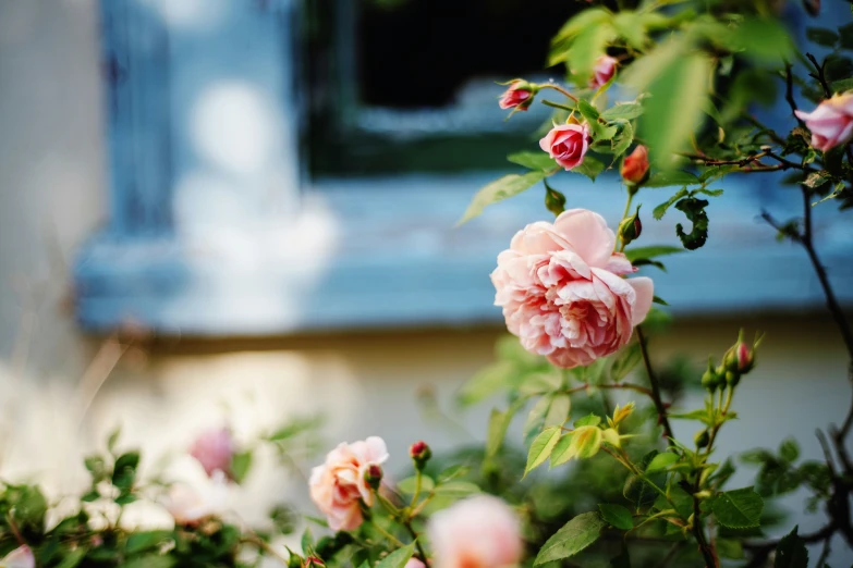 flowers bloom on an outside flower garden in the summer