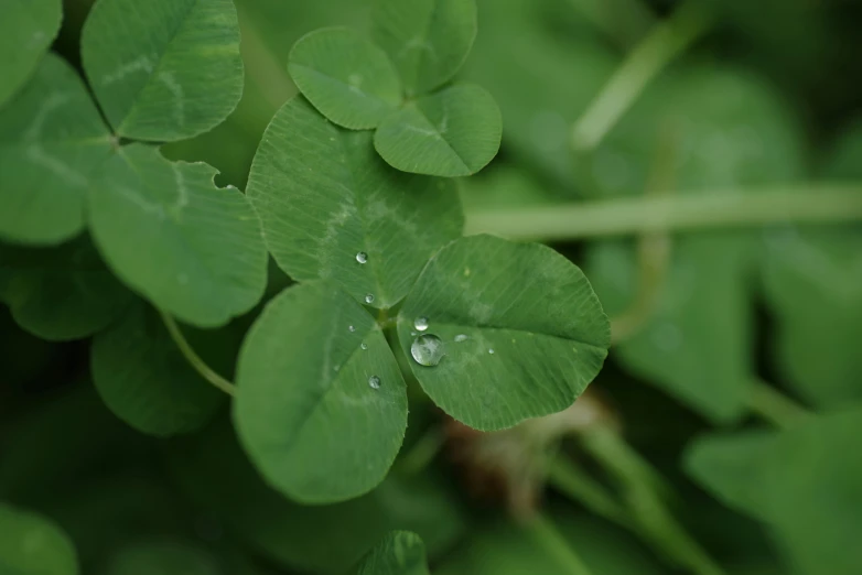 small raindrops on four leaf clover in green plant