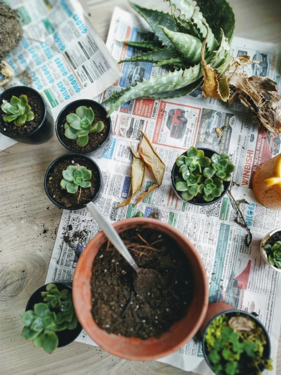 many pots and plants on a newspaper