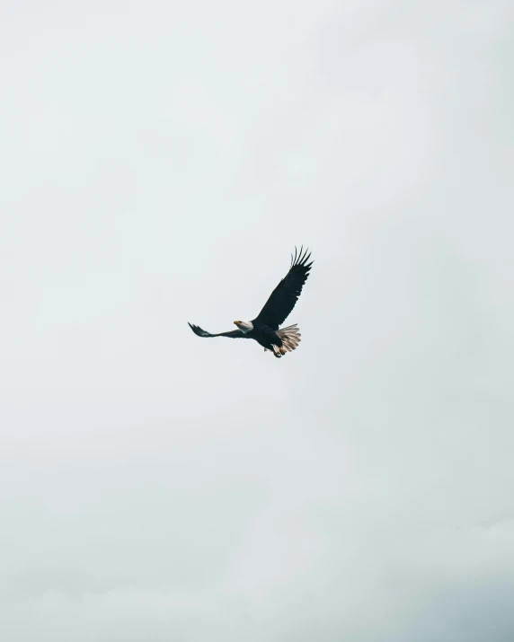 an eagle flying in the sky during an overcast day