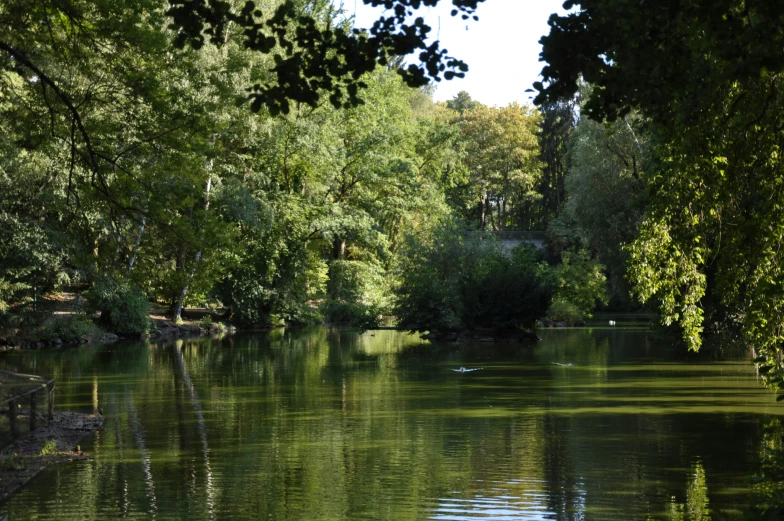 a river that is next to a wooded area