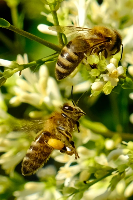 two bees are flying around the flower