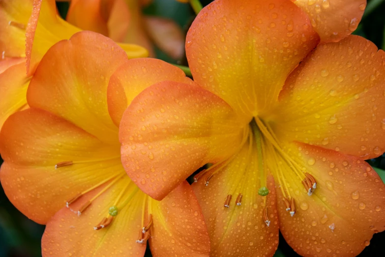 an orange flower with water drops on it