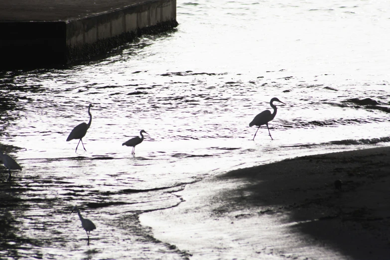 three birds are walking in water towards the shore