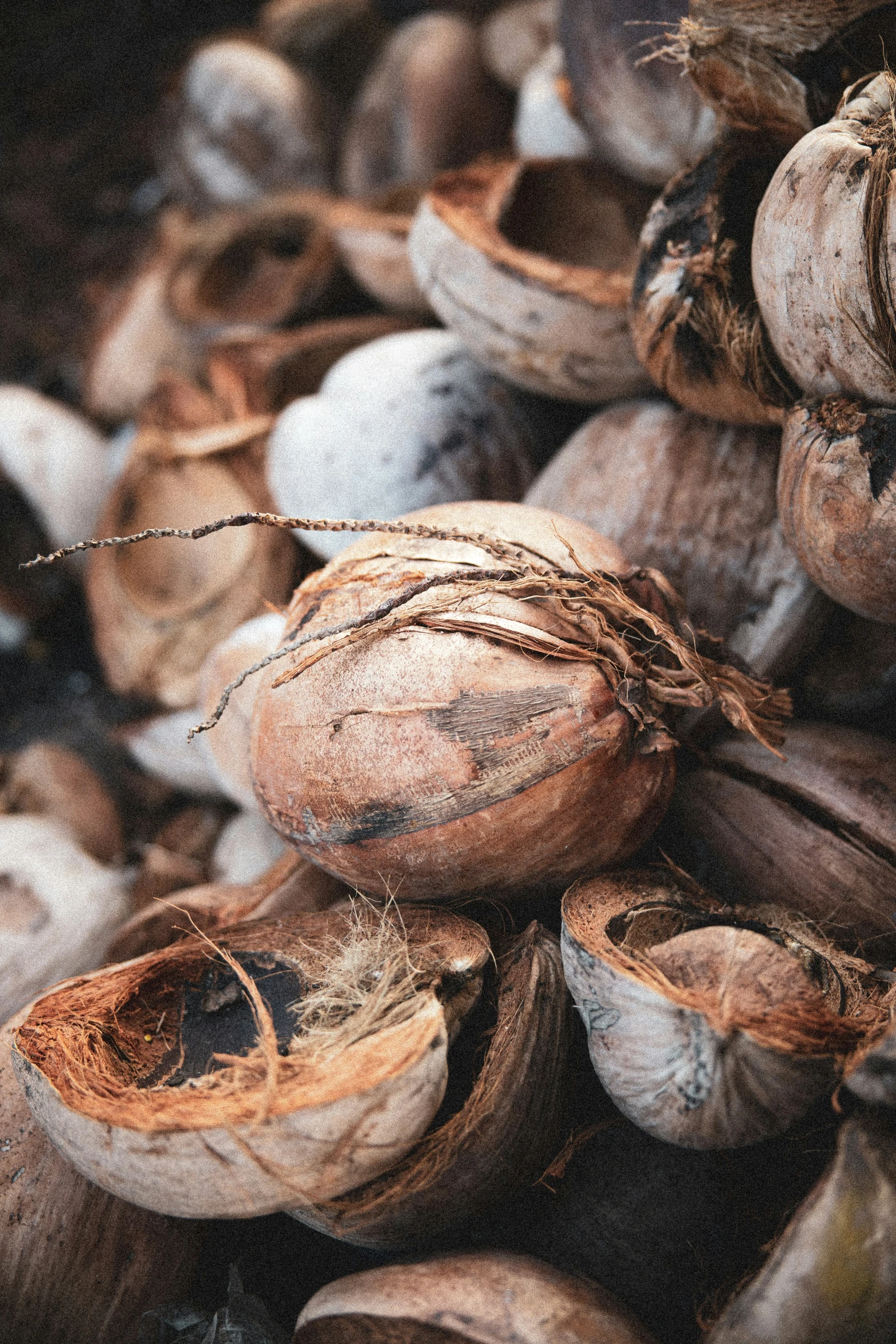 walnuts and pecan in brown and white are grouped together