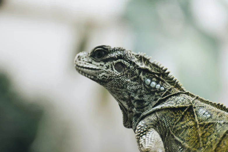 the head and chest of an iguana looking at soing