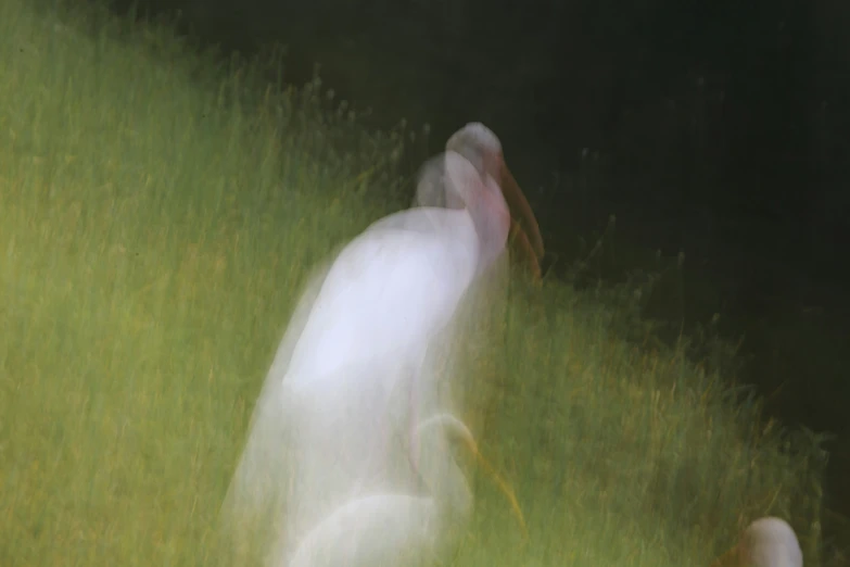 a person in a field near some grass