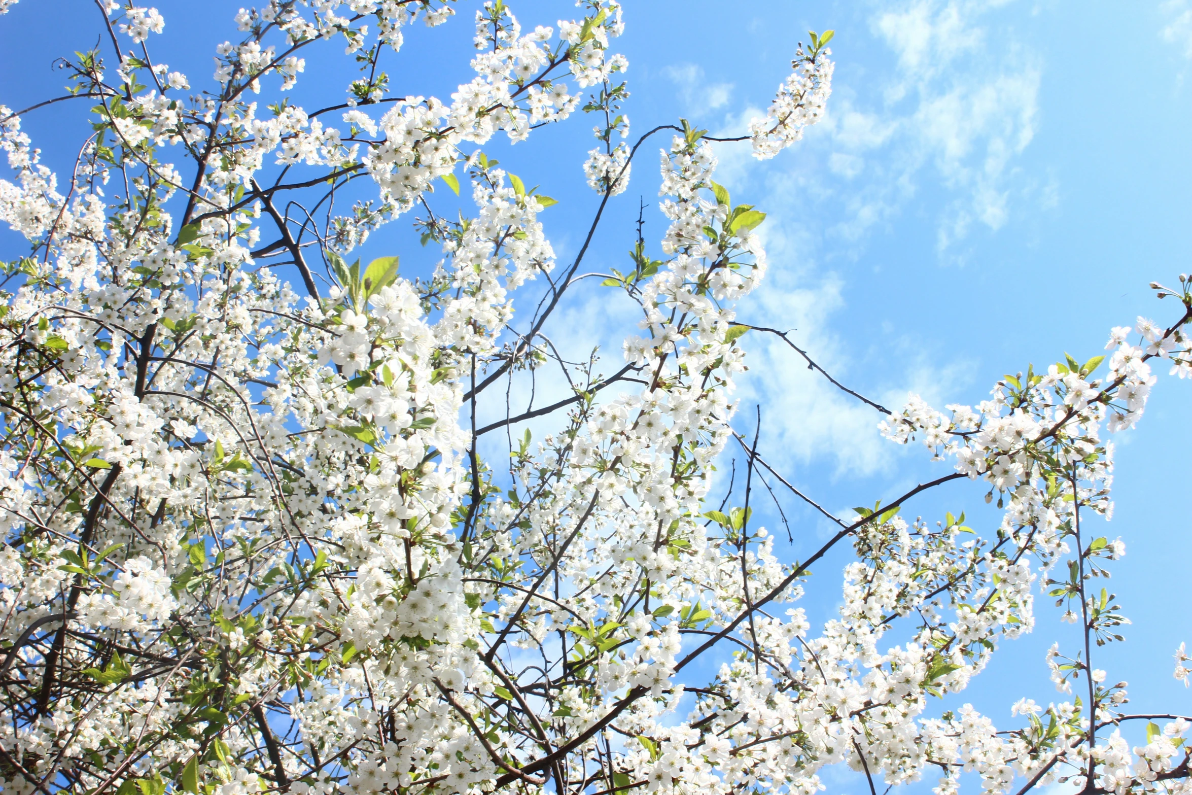 the sky above some flowers in a tree