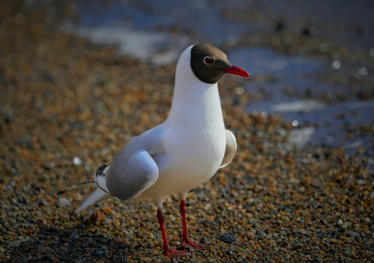 a seagull stands in the sand and looks up at soing