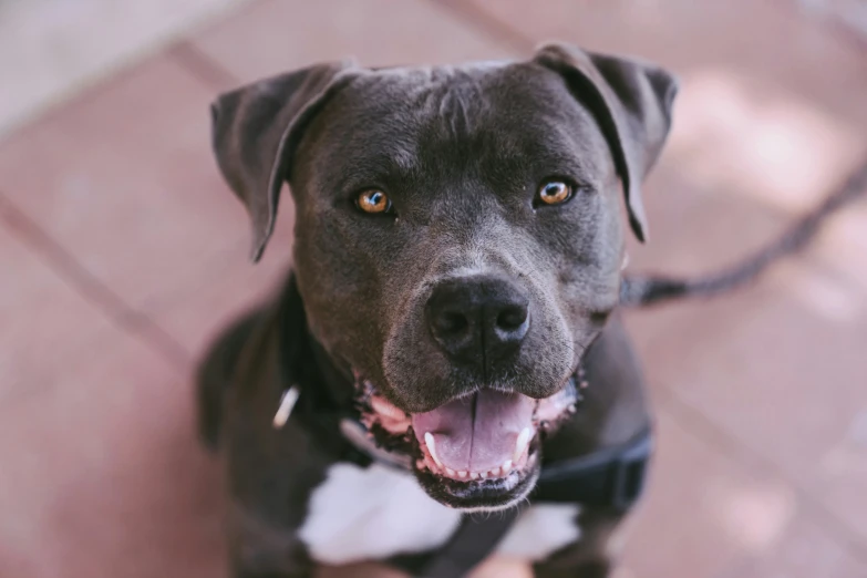 a close up of a dog with its mouth open