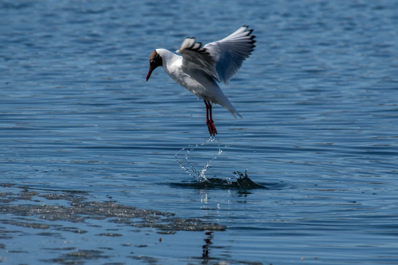 a white bird landing on water with wings spread