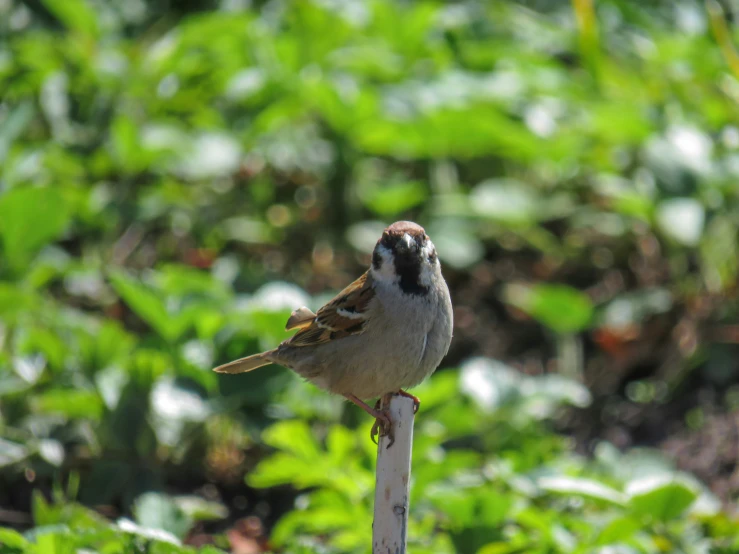 a small bird perched on a stick in the woods