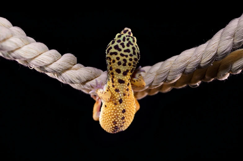 a snake with its head on the end of a rope
